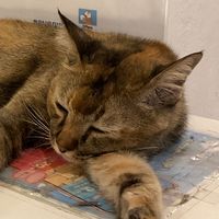 เสียงต้นฉบับ - Pond