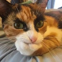 catatlas
