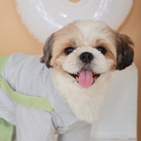 reesethepogingtzu