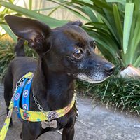 dog.feijaozinho