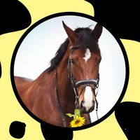 horsesheart0