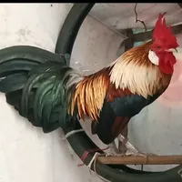 original sound - user3726163393717