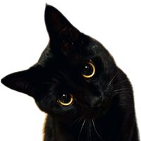 kawaiikitten437