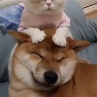 gaya_017