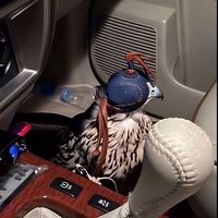 الصوت الأصلي