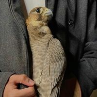 x8kon
