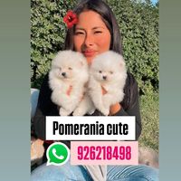 pomeraniacute22