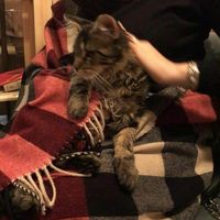 In my restless dreams