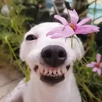 original sound - dogeshbhai00