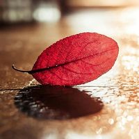 原声 - 天海 🌴💤💤