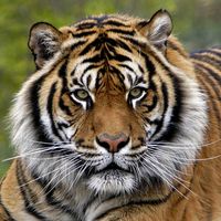 原声 - tigerpoh33