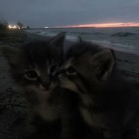 оригінальний звук