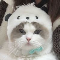 ankoru_sub