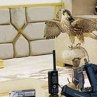 الصوت الأصلي