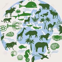 nhạc nền - wild Animals
