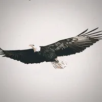 original sound - 007......7