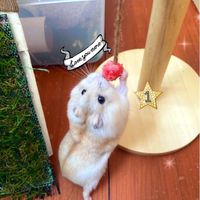 hamham_2