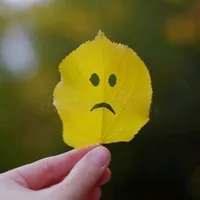 original sound - sporsheronuvuti0