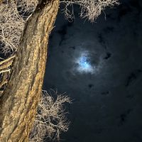 الصوت الأصلي