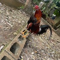 shamirruiz