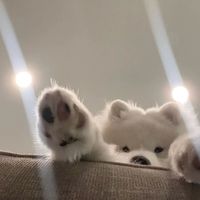 knowbee10