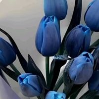 elina_2675