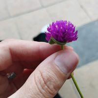 qussemm