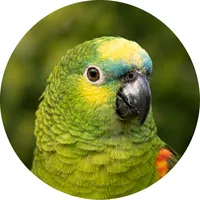 original sound - laranjoca_