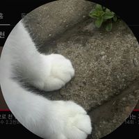 오리지널 사운드 - 배연