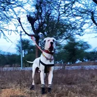 original sound - bully_lover333