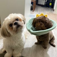 original sound - Chewy & Biscuit