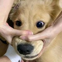 เสียงต้นฉบับ - ม๋ามอม