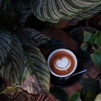 baristabala