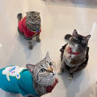 thegangcat3