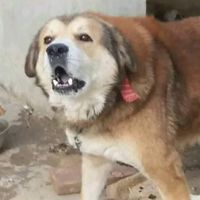 kashmiri_bakrwal_dog