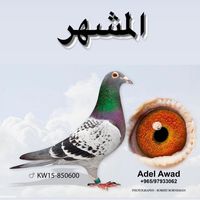 adelawad67