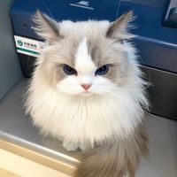 オリジナル楽曲 - ねこねこ