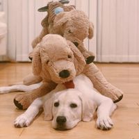 eladsdiary