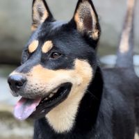 chosan.hbp.0963408408