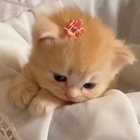nhạc nền - Thanh Ngan 💢
