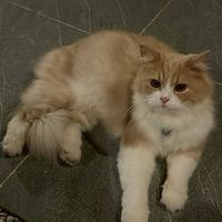suara asli - Aldooroobob