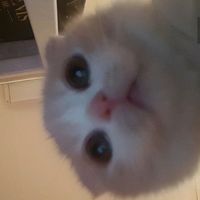오사하지마세유
