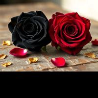 ahilrazaibrahim547