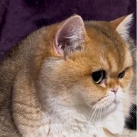 rudasik_goldenchinchilla