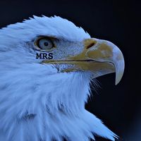 royal_rad