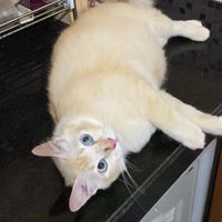 เสียงต้นฉบับ - ❤️เรียกเราจอยจ๋า❤️