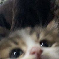 uznllyxn