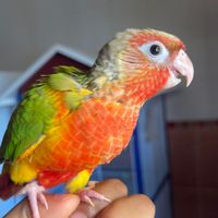 os.bakri22
