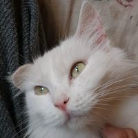 catlovers121284