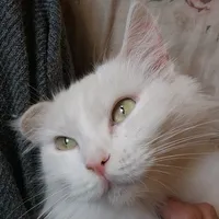 original sound - catlovers121284